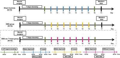 Modulation of Theta-Band Local Field Potential Oscillations Across Brain Networks With Central Thalamic Deep Brain Stimulation to Enhance Spatial Working Memory